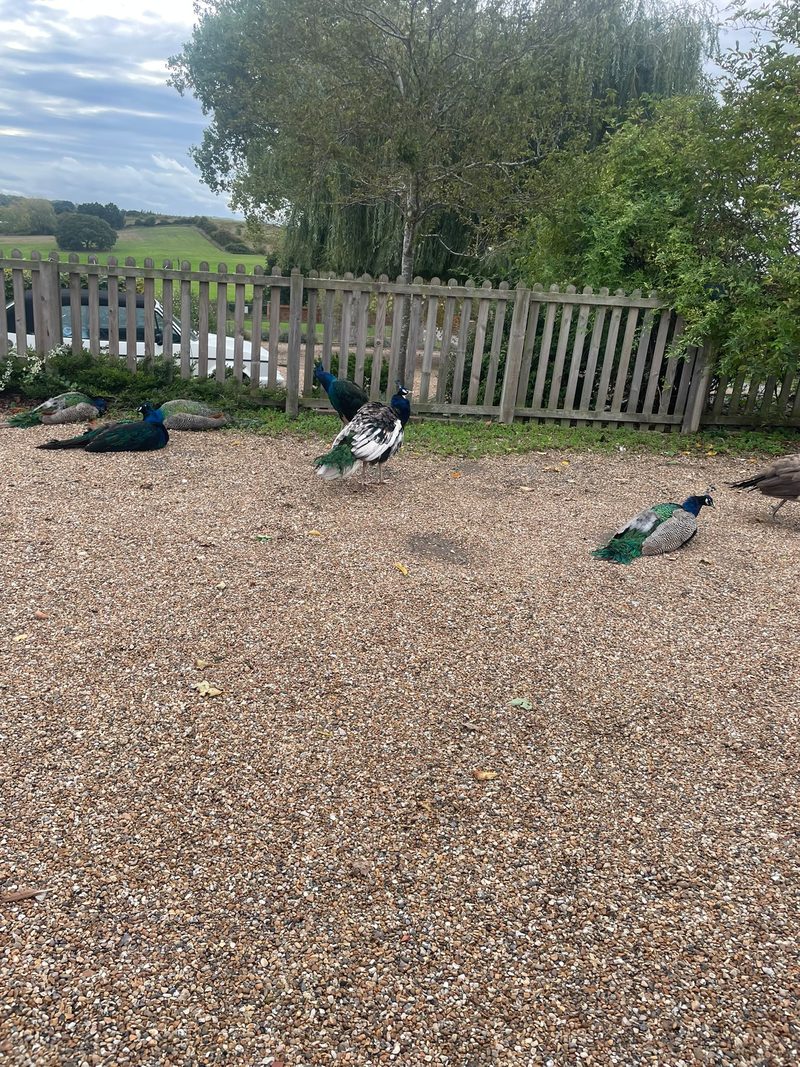 Our peacocks